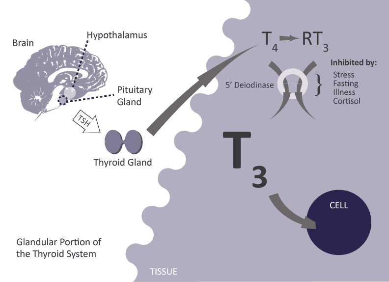 brain